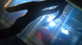 Twenty five Pacific lamprey eels arrive at Oregon Zoo