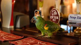 Pub throws special birthday party bash - for its 41yo resident parrot