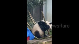 China: Meng Lan the Panda Steals the Show