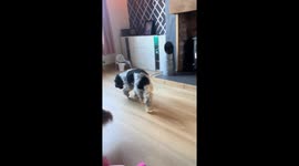 Dog in Louth, Lincolnshire, UK joins in song, howling to the music