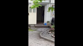 Person chased by goose in Swedish home sparks laughter