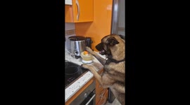 Simba the dog makes fresh orange juice in Jerez de la Frontera