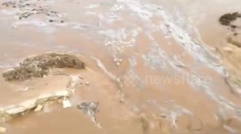 India: Several Cattle were washed away upto 2 km, in flood water, while crossing the rivulet,Luckily, the cattle came out safely