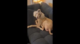 Awesome pet poodle likes to get new hairstyles this time we give them a mohawk and colored it