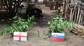 Traitor tortoise chooses Slovakia to win