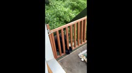 Alaskan Black Bear Gets Gently Mothered