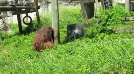 Orangutans cool off by splashing water at zoo in Taiwan