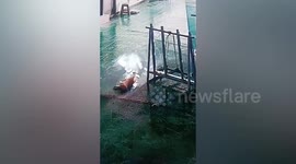 Pet dog chasing friend runs through pane of glass