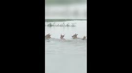 Milu deer relocate to higher ground amid flood season