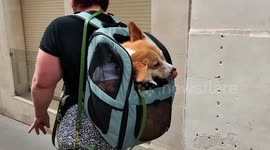 Dog carried in a backpack during the “Dry Pet Food March”(“Marche des Croquettes ”in french) organized this Saturday in Paris. On the occasion of the World Day Against Abandonment, the Solidarité-Peuple-Animal association is organizing a Croquettes (from