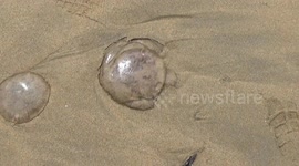 The Jelly fish are here in there millions, yesterday at Watergate bay, Newquay in North cornwall there were so many they were touching each other