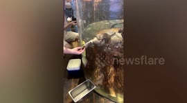 Otter extends hand through tube for snack at zoo
