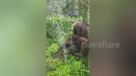 Orangutans play water sprinkler during hot weather