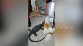 Monitor Lizard and pet dogs form unlikely friendship