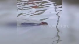 China: Rare Black Muntjac Rescued by Firefighters After Venturing into Urban Hangzhou