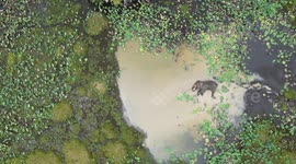 Huge elephant filmed taking chill nap in Sri Lanka lake