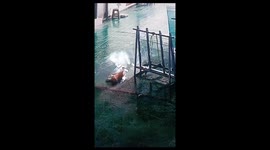 Chinese puppies' playful chase ends in a crash into glass