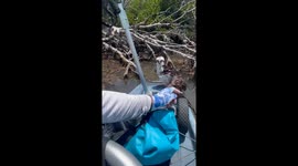 Angler’s kayak becomes lifeline in Florida osprey rescue