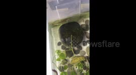 Intelligent loaches respond to owner's commands in China