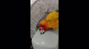 temp