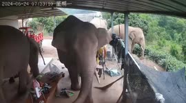 Six elephants invade villager's home searching for food in China