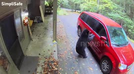 Bear Tries to Open Car Door