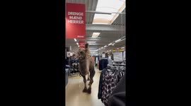 Donkey And Camel Go Shopping