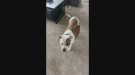 Coco Has Many Talents