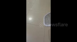 Man in China carefully arranges mosquitoes killed by electric swatter