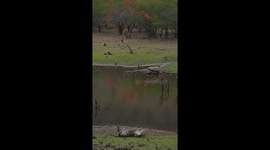 Male Tiger 108 Ranthambore Zone 10 - Give a beautiful show. after a long long wait, just when the safari was about to end this beatiful male tiger showed up.