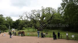 Online conspiracy theorists blasted for fake Robin Hood tree death rumour