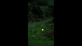 Fair flickering of fireflies