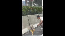Driver rescues and adopts puppy trapped on Chinese overpass