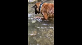 Dog thinks he is a geologist - Incredible Malinois Shepherd dives deep and moves boulders with his mouth from a river bottom