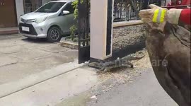 Terrifying encounter: monitor lizard sends locals fleeing in Baubau City