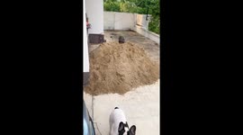 Mischievous French bulldogs play in pile of sand