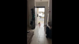 Dog faces storm in style: raincoat and boots included!