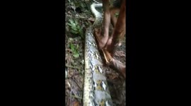A housewife in Indonesia was killed by a 10 meter long python in Luwu, South Sulawesi
