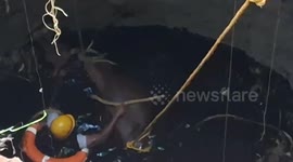 A cow fell into an agricultural well and was rescued by the fire department