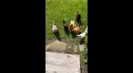 Backyard Chickens Meet Garter Snake