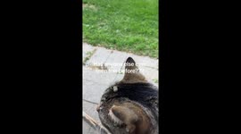 This is our cat puff! Since he was born, he’s had this little tuft. I swear, you can’t make this stuff up! 