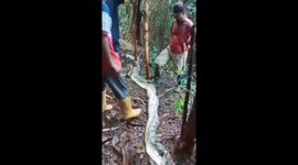 Tragically, another housewife in Indonesia was killed by a 10 meter long python in Luwu, South Sulawesi