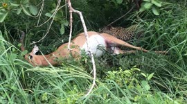 Lucky hyena escapes lion's jaws after stealing meal from leopard