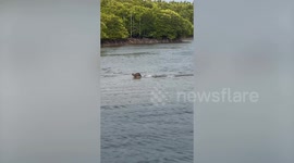 Otters appear to walk on water while running through lake