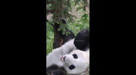 Summer vibes at panda house in NW China