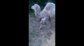 Baby Camel Standing for the First Time