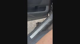 Raccoon Friend Wants to Tag Along