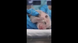 Eldest of world's only living panda triplets gives birth