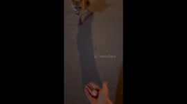 Two foxes fight over sausage in Vladivostok