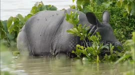 As flood ravaged several parts of Assam , Rhino calf separated from mother rescued in Kaziranga